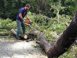 How Our Tree Care Process Works  in  York, AL