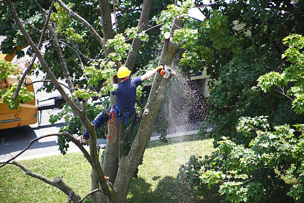 Best Lawn Watering Services  in York, AL